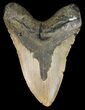Bargain, Megalodon Tooth - North Carolina #48898-1